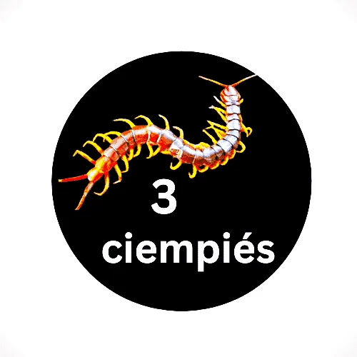 03 ciempiés